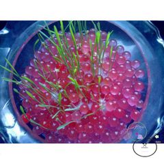 Hạt Tinh Thể Thủy Sinh Nở 10g - Giải Pháp Trang Trí Cây Cảnh Nhiều Màu Sắc - Tăng Cường Phát Triển Sinh Trưởng Cây Trồng