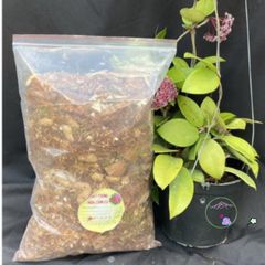 Giá thể trồng Hoya độ ẩm 20% - Hạt nở chuyên dụng cho cây giống & cây trưởng thành, thoát nước tốt, vi sinh tự nhiên.