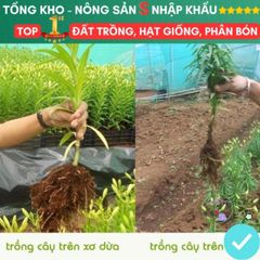 Viên Đất Nén Xơ Dừa Kháng Khuẩn - Giải Pháp Trồng Rau Sạch và Hạt Giống Tiện Lợi, Chất Dinh Dưỡng Tự Nhiên Hữu Cơ