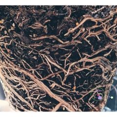 Giá thể trồng cây kiểng lá Monstera 1kg - Chất lượng cao, trộn sẵn cho cây cảnh, hoa và bonsai, dễ sử dụng tại nhà, vườn sân thượng.