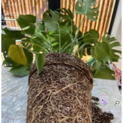 Giá thể trồng cây kiểng lá Monstera 1kg - Chất lượng cao, trộn sẵn cho cây cảnh, hoa và bonsai, dễ sử dụng tại nhà, vườn sân thượng.