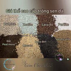 Bộ đất mix cao cấp cho sen đá và cây cảnh - Chứa đá tự nhiên, peat moss, kích rễ, chất lượng cao, giao hàng toàn quốc