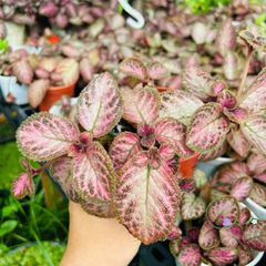 Gói 1kg Tro Trấu Hun Đã Xử Lý - Chất Liệu Trồng Cây Tơi Xốp, Giữ Ẩm và Tăng Dinh Dưỡng Cho Rau Và Cây Cảnh
