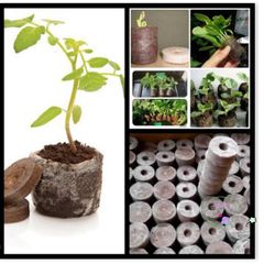 100 Viên Nén Xơ Dừa ươm Hạt - Giúp Nảy Mầm và Phát Triển Cây Trồng Tự Nhiên, Thân Thiện Môi Trường, Dễ Sử Dụng