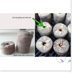 100 Viên Nén Xơ Dừa ươm Hạt - Giúp Nảy Mầm và Phát Triển Cây Trồng Tự Nhiên, Thân Thiện Môi Trường, Dễ Sử Dụng