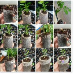 100 Viên Nén Xơ Dừa ươm Hạt - Giúp Nảy Mầm và Phát Triển Cây Trồng Tự Nhiên, Thân Thiện Môi Trường, Dễ Sử Dụng