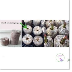 100 Viên Nén Xơ Dừa ươm Hạt - Giúp Nảy Mầm và Phát Triển Cây Trồng Tự Nhiên, Thân Thiện Môi Trường, Dễ Sử Dụng