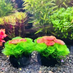 Giá Thể Trồng Cây Rong Thủy Sinh AquaBloom - Giải Pháp Tối Ưu Cho Khu Vườn Dưới Nước Sống Động, Không Làm Bẩn Nước