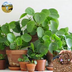 Gói Giá Thể 5dm3 Cho Cây Kiểng Lá Monstera - Phân Bón Giữ Ẩm, Thoát Nước Tốt, Trang Trí Không Gian Sống