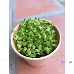Bộ Dụng Cụ Trồng Cây Ô-Seed - Gieo Hạt Cải Mơ và Tạo Nên Những Điều Kỳ Diệu Cho Mọi Giấc Mơ