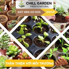 Bộ 10 Viên Xơ Dừa Đất Trồng - Ươm Hạt Giống Gấp 8 Lần - Giải Pháp Hoàn Hảo Cho Cây Rau, Cây Trồng Tại Nhà