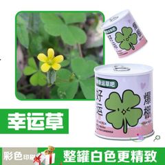 Bộ trồng cây mini tự động nảy mầm - Hạt giống hoa và trái cây cho bé, học STEM, chăm sóc cây tại nhà