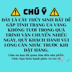 Đất ươm hạt sen đá hữu cơ 1Kg - Hỗn hợp phù sa và cát chuẩn, tăng tỷ lệ sống cho cây giống khỏe mạnh