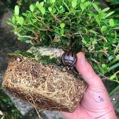 Giá Thể Trồng Cây Bonsai Promix 14L - Hỗn Hợp Chuyên Nghiệp Giữ Ẩm và Dinh Dưỡng Cho Cây Cảnh