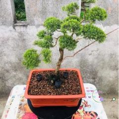 Giá Thể Trồng Cây Bonsai Promix 14L - Hỗn Hợp Chuyên Nghiệp Giữ Ẩm và Dinh Dưỡng Cho Cây Cảnh