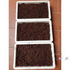 Bộ 5 viên nén xơ dừa hữu cơ cho trồng rau củ quả và cây cảnh - Giải pháp đất trồng an toàn và hiệu quả