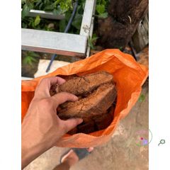 Xơ Dừa Xử Lý 100% Tươi - Giá Thể Trồng Hoa Lan Nhỏ Gọn, Giúp Kích Thích Rễ Phát Triển, Giữ Ẩm Tốt