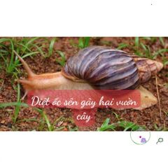 Hạt Giống Bảo Vệ Vườn - 1kg Giúp Ngăn Ngừa Ốc Sên Hại Cho Rau Cây Và Hoa Kiểng - Hướng Dẫn Sử Dụng Đi Kèm