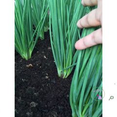 Hạt Giống Bảo Vệ Vườn - 1kg Giúp Ngăn Ngừa Ốc Sên Hại Cho Rau Cây Và Hoa Kiểng - Hướng Dẫn Sử Dụng Đi Kèm