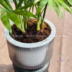 Giá thể trồng cây thủy sinh 200g - Dinh dưỡng cao, giữ ẩm tối ưu cho cây phát triển xanh tốt, an toàn cho mọi loại cây kiểng.