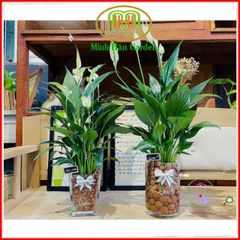 Viên Đất Nung Thủy Canh AQUA - Giá Thể Trồng Cây Sạch, Không Mùi, Đất Nung Không Nấm Mốc, Giải Pháp Trồng Cây Dễ Dàng, Kiểu Dáng Hiện Đại
