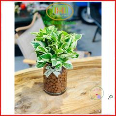 Viên Đất Nung Thủy Canh AQUA - Giá Thể Trồng Cây Sạch, Không Mùi, Đất Nung Không Nấm Mốc, Giải Pháp Trồng Cây Dễ Dàng, Kiểu Dáng Hiện Đại