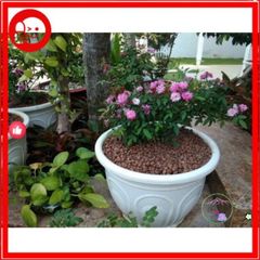 Viên đất nung Sfarm 1kg - Giải pháp hoàn hảo cho trồng lan, cây cảnh, rau mầm và thủy canh an toàn, dễ sử dụng.