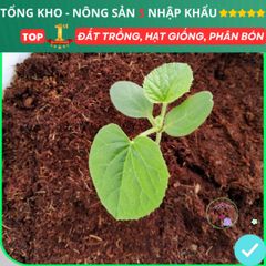 Viên Nén Xơ Dừa Trồng Rau Mầm - Giá Thể Hữu Cơ Tốt Nhất Cho Rau Củ Quả & Hoa Sen Đá - Nông Sản S Chính Hãng