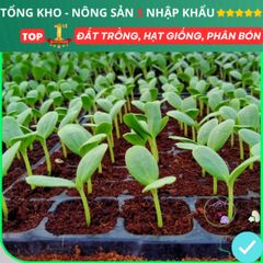 Viên Nén Xơ Dừa Trồng Rau Mầm - Giá Thể Hữu Cơ Tốt Nhất Cho Rau Củ Quả & Hoa Sen Đá - Nông Sản S Chính Hãng