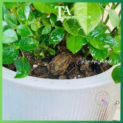 Túi 1KG Hỗn hợp Đất Trồng Hoa Phù Hợp Mọi Loại Cây, Dinh Dưỡng Giàu Có Cho Cây Monstera, Caladium, Pothos