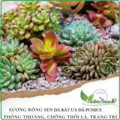 500gr Đá Bọt Núi Lửa Pumice (3-6mm) - Giải Pháp Xuất Sắc Cho Sen Đá, Xương Rồng và Cây Kiểng
