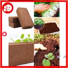 Mùn Dừa & Xơ Dừa 1kg - Vật Liệu Trồng Rau và Sen Đá Tốt Nhất - Giúp Cải Thiện Đất và Kỹ Thuật Trồng Cây