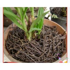 Dớn Cọng Trồng Lan Chuyên Dụng - Giá Thể Xử Lý 5dm3, Giúp Cây Phát Triển Tốt, Giữ Ẩm Cao, Thoáng Rễ, An Toàn Cho Cây Lan