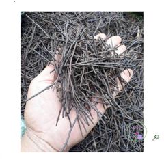 Dớn Cọng Trồng Lan Chuyên Dụng - Giá Thể Xử Lý 5dm3, Giúp Cây Phát Triển Tốt, Giữ Ẩm Cao, Thoáng Rễ, An Toàn Cho Cây Lan
