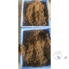 Hỗn hợp Dinh Dưỡng Gieo Trồng Cây 1kg - Sơ Dừa, Trùn Quế, Trấu Hun, Peat Moss, Đá Chân Châu, Phân Supersoil 552596