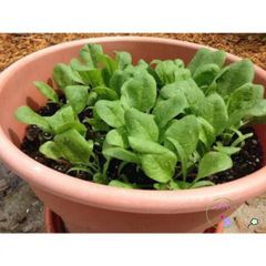 Đất Dinh Dưỡng Tribat 1kg - Giá Thể Chất Lượng Cao Hỗ Trợ Chăm Sóc Cây Trồng và Ươm Mầm Hạt, Phân Bón Tự Nhiên