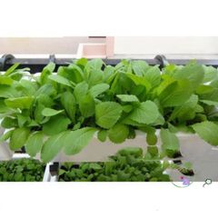 Đất Dinh Dưỡng Tribat 1kg - Giá Thể Chất Lượng Cao Hỗ Trợ Chăm Sóc Cây Trồng và Ươm Mầm Hạt, Phân Bón Tự Nhiên