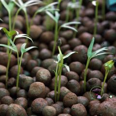 500gr Đất Sét Nung Siêu Nhẹ - Giải Pháp Trồng Cây Kiểng, Hoa Lan, Bonsai, Hydroponics & Aquaponics