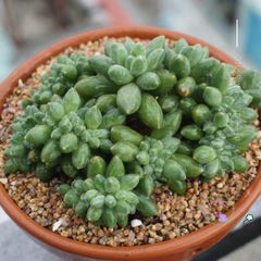 Đá Maifan Masato H.A.N 1kg - Giá Thể Trồng Cây Cảnh Sen Đá, Xương Rồng, Bonsai, Kích Thước 2–4mm / 3–6mm, Khoáng Chất Tự Nhiên Hàn Quốc