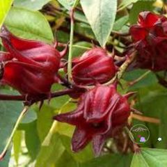Bộ 20 hạt giống atiso đỏ - Cây bụp giấm dinh dưỡng, trà thảo mộc, cải thiện sức khỏe và làm đẹp cho khu vườn của bạn