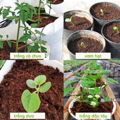 Viên nén giá thể hữu cơ từ mụn dừa lớn - Giải pháp trồng rau củ, hoa cảnh sạch và an toàn cho cây trồng, dễ sử dụng và tái sử dụng