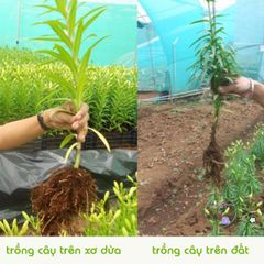 Viên nén giá thể hữu cơ từ mụn dừa lớn - Giải pháp trồng rau củ, hoa cảnh sạch và an toàn cho cây trồng, dễ sử dụng và tái sử dụng