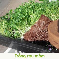 Viên nén giá thể hữu cơ từ mụn dừa lớn - Giải pháp trồng rau củ, hoa cảnh sạch và an toàn cho cây trồng, dễ sử dụng và tái sử dụng