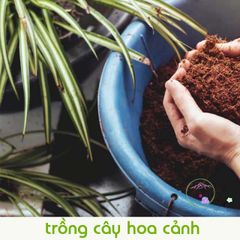 Viên nén giá thể hữu cơ từ mụn dừa lớn - Giải pháp trồng rau củ, hoa cảnh sạch và an toàn cho cây trồng, dễ sử dụng và tái sử dụng
