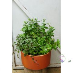 Giá Thể Trồng Cây Hương Thảo JUN GARDEN 3kg - Chất Liệu Đặc Biệt Giúp Cây Phát Triển Khỏe Mạnh, Giải Pháp Hoàn Hảo Cho Người Yêu Vườn
