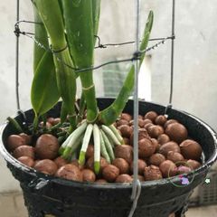 Đất Sét Nung Popper Thailand 1 Lít - Giá Thể Siêu Nhẹ Dùng Cho Hoa Lan, Bonsai, Sen Đá, Trồng Thủy Canh, Ngăn Ngừa Thối Rễ