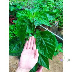 Phân Bón ươm Hạt Chất Lượng Cao 300g - Giàu Dinh Dưỡng, Phân Trùn Quế Tươi & Xơ Dừa, Giúp ươm Mọi Loại Hạt Giống