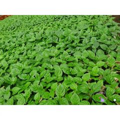 Phân Bón ươm Hạt Chất Lượng Cao 300g - Giàu Dinh Dưỡng, Phân Trùn Quế Tươi & Xơ Dừa, Giúp ươm Mọi Loại Hạt Giống