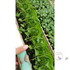 Phân Bón ươm Hạt Chất Lượng Cao 300g - Giàu Dinh Dưỡng, Phân Trùn Quế Tươi & Xơ Dừa, Giúp ươm Mọi Loại Hạt Giống