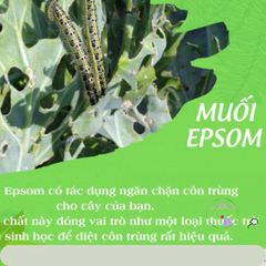 Muối Epsom Nguyên Chất 1kg - Phân Bón Hỗ Trợ Cây Trồng Chuyên Nghiệp Tăng Cường Magie và Lưu Huỳnh, Giúp Cây Phát Triển Tốt